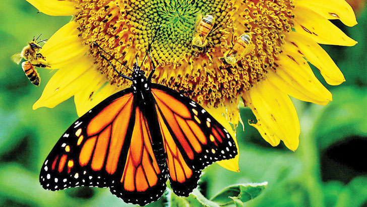 Read more about the article পৃথিবী থেকে বিদায় নিচ্ছে পোকামাকড়