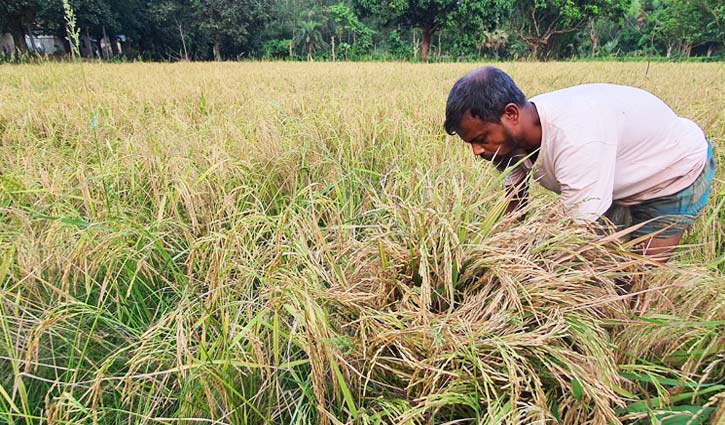 Read more about the article শ্রমিক সংকট, পাকা ধান নিয়ে চিন্তায় কৃষক