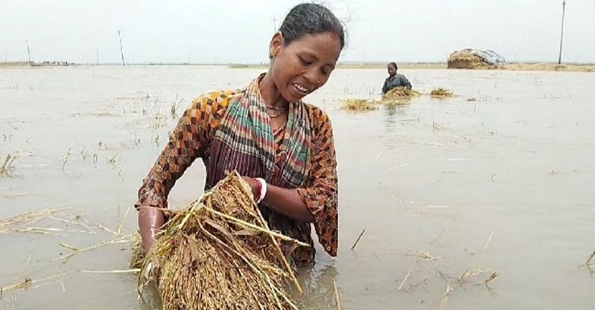 Read more about the article পানির নিচে পা দিয়ে ধান খোঁজেন তারা