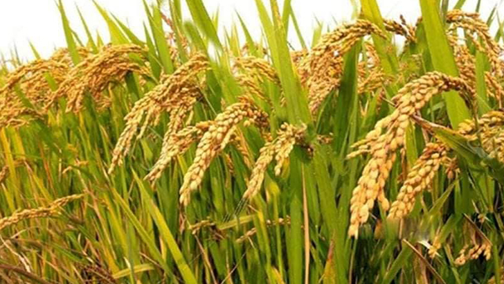 Read more about the article সমলয় পদ্ধতিতে ধানের বাম্পার ফলন, কৃষকের মুখে হাসি