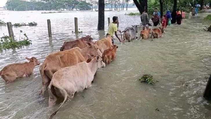 Read more about the article বন্যায় চরম দুর্ভোগে দোয়ারাবাজারের লাখো মানুষ