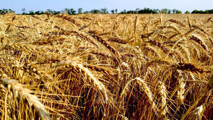 Read more about the article সুখবর দিল রাশিয়া, স্বস্তি ফিরছে গম বাজারে