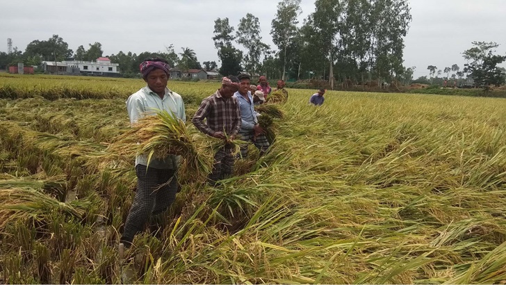 Read more about the article টাঙ্গাইলে বোরোর বাম্পার ফলন, তবু হাসি নেই কৃষকের মুখে