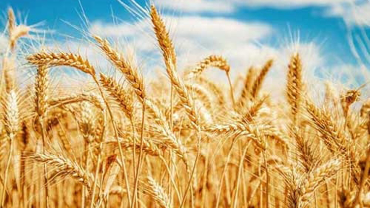 Read more about the article ভারতের গম রপ্তানি নিষিদ্ধ করছে আমিরাত