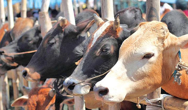 Read more about the article কোরবানির জন্য সুস্থ গরু চেনায় উপায়