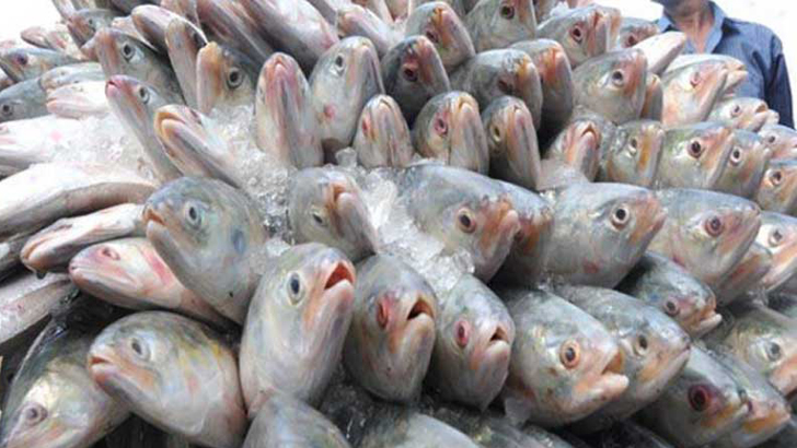 Read more about the article সাগরে ঝাঁকে ঝাঁকে ইলিশ, নদনদীতে হাহাকার