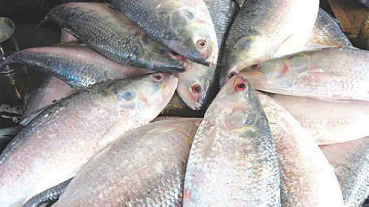 Read more about the article বাজারে পর্যাপ্ত ইলিশ দাম নাগালের বাইরে