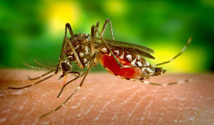 Read more about the article ১৭ দিনে ডেঙ্গুতে আক্রান্ত ১৪২১ জন