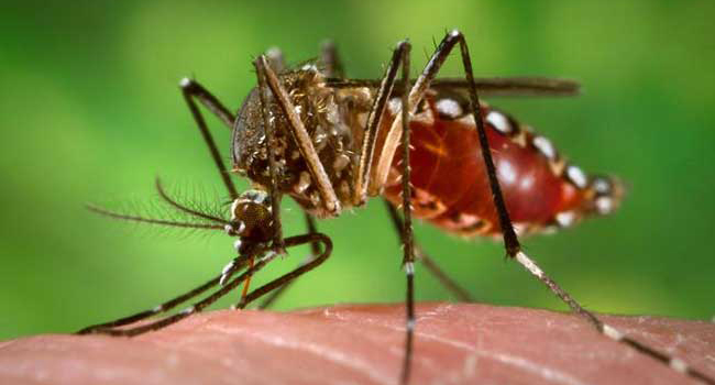 Read more about the article ডেঙ্গু : আরো ৫০৬ জন হাসপাতালে ভর্তি