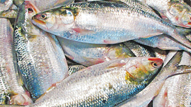 Read more about the article ভারতে ইলিশ রপ্তানি বন্ধে আইনি নোটিশ