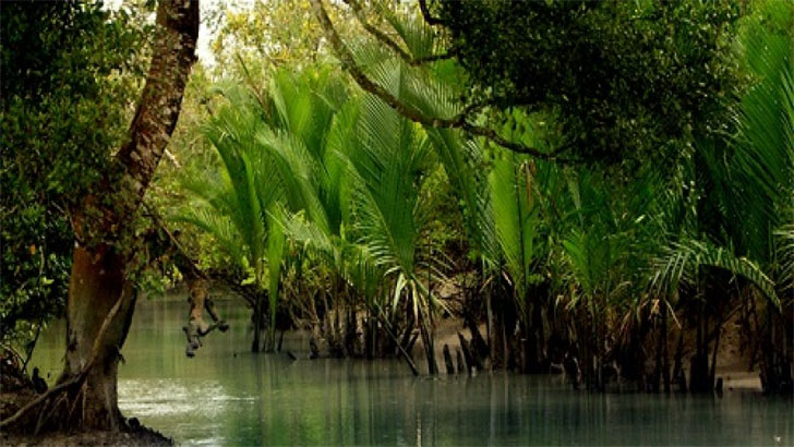 Read more about the article সুন্দরীর জায়গা নিচ্ছে কাঁকড়া গাছ