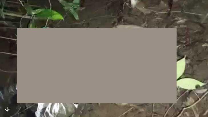 Read more about the article হাতির পায়ে পিষ্ট হয়ে বিজিবি সদস্য নিহত