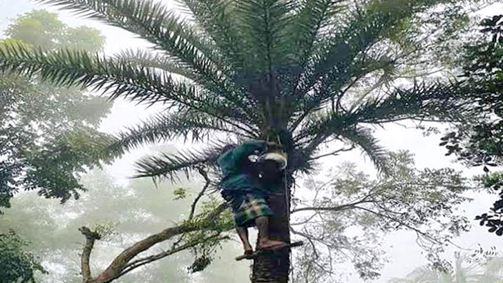 Read more about the article ভরা মৌসুমেও দেখা মিলছে না খেজুর রসের