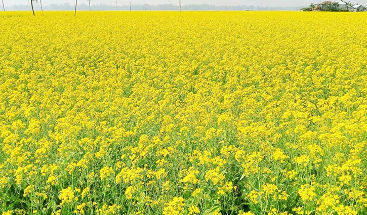 Read more about the article মাঠজুড়ে সরিষা ফুলের হাসি, উৎপাদন হচ্ছে মধু