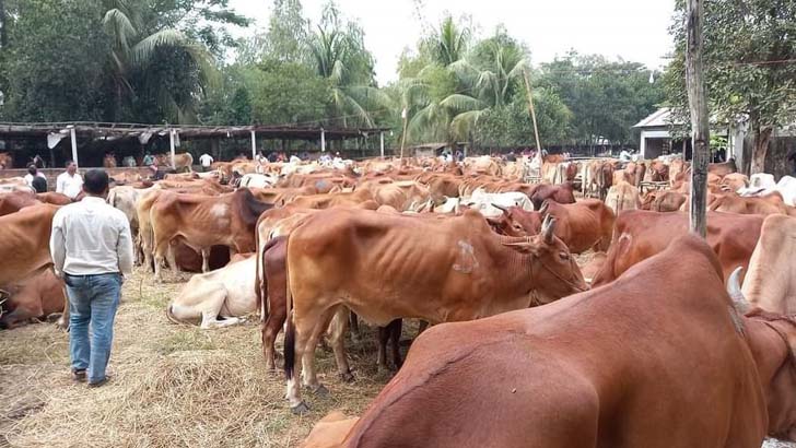 Read more about the article মিয়ানমারের গরু-মহিষে সয়লাব কক্সবাজার