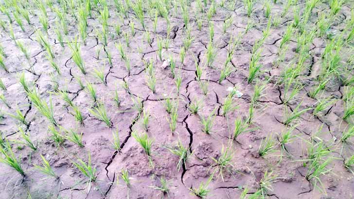 Read more about the article দাবদাহে কৃষি খাতে বিপর্যয়ের শঙ্কা