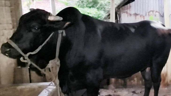 Read more about the article ডাব-গুড়ের শরবত খায় ৩০ মণ ওজনের সিংহরাজ!