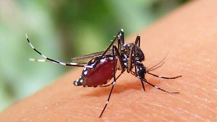 Read more about the article ডেঙ্গুতে আরও ৯ মৃত্যু, ৮ জনই ঢাকার বাইরের