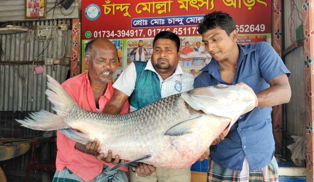 Read more about the article পদ্মায় জালে ধরা পড়া এক কাতল ৫২ হাজারে বিক্রি