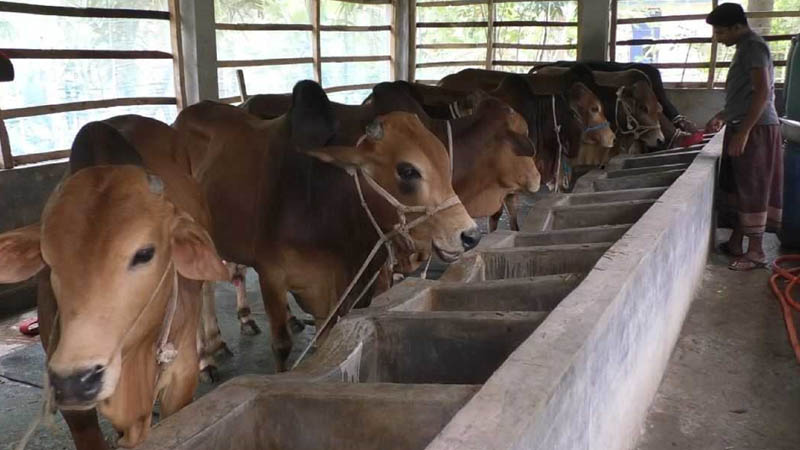 Read more about the article সিরাজগঞ্জে চাহিদার তুলনায় বেশি ৪ লাখ কোরবানির পশু