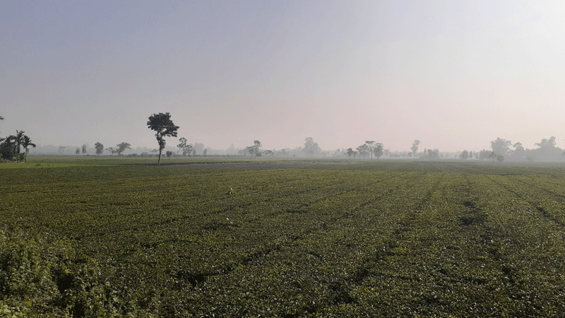 Read more about the article তেঁতুলিয়ায় শীতের আমেজ, তাপমাত্রা নেমেছে ১৬ ডিগ্রিতে